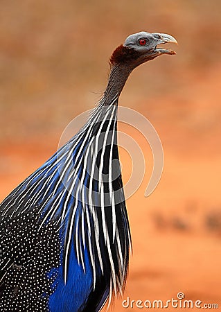 Vulturine guineafowl Stock Photo