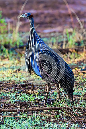 Vulturine Guineafowl Stock Photo