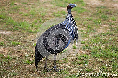 Vulturine guineafowl (Acryllium vulturinum). Stock Photo