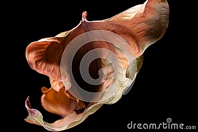 Vulva shape leaf Stock Photo