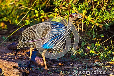 Vulvurine Guineafowl Stock Photo