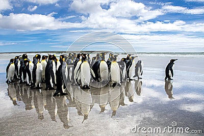 A waddle of king penguins on the beach at volunteer point, falklands Stock Photo