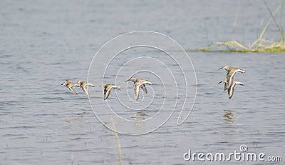 Waders Dunlin and Little Stint Flight Stock Photo