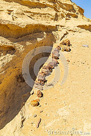 Whale fossil along the interpretive trail at Wadi el-Hitan paleontological site Stock Photo