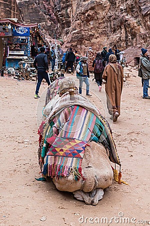 Camels are lying on the ground and are resting and waiting for tourists in the square in front of Al-Khazneh in Petra near Wadi Mu Editorial Stock Photo