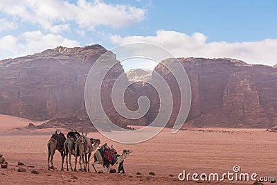 Wadi Rum desert landscape in Jordan with camels chilling in the morning Stock Photo