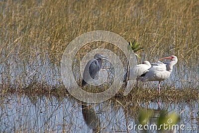 Wading birds Stock Photo