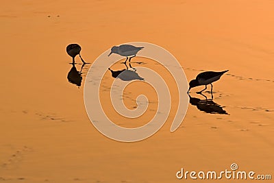 Wading birds on golden sand Stock Photo