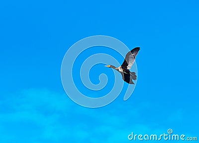 Wading duck flying on blue sky Stock Photo