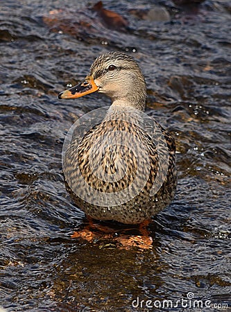 Wading Duck Stock Photo