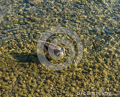 Wading Duck In Lake Stock Photo