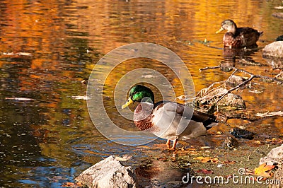 Wading Duck Stock Photo