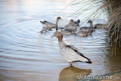 Wading Wood Duck Stock Photo