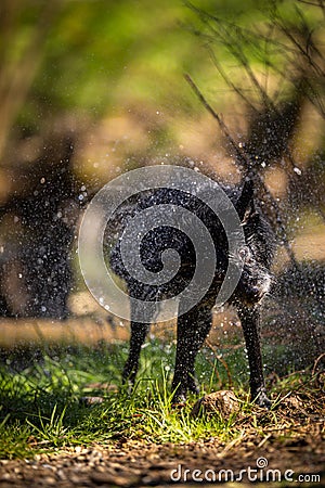 Wagging the dog - cute black dog getting rid of water Stock Photo