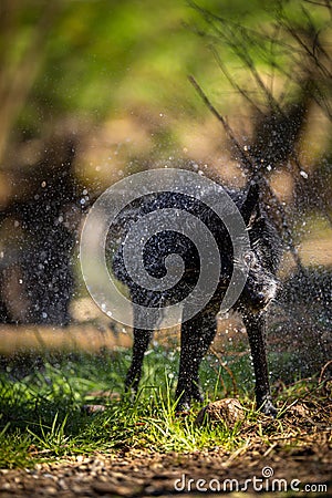 Cute black dog getting rid of water in his fur after a swim Stock Photo