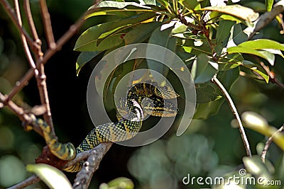 Wagler pitviper in the Snake temple, Penang, Malaysia Stock Photo