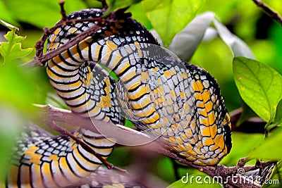 Wagler`s pitviper, Penang, Malaysia Stock Photo