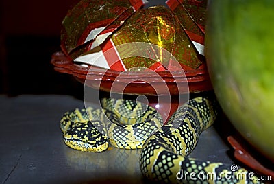 Wagler's pitviper in the Snake temple, Penang, Malaysia Stock Photo