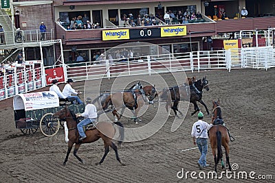 Wagon and horses, race track, Calgary Editorial Stock Photo