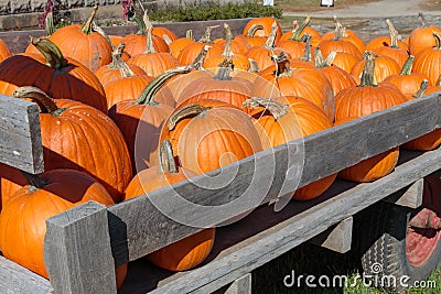 Wagon Load of Maine Halloween Pumpkins Stock Photo