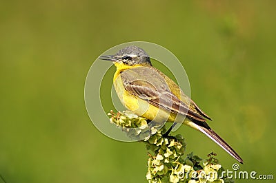 Wagtail Stock Photo