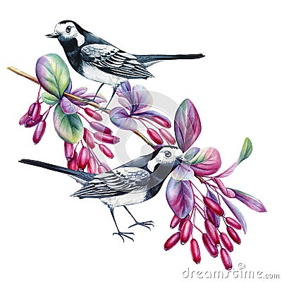 Wagtail on a barberry branch, bird sitting on a branch on isolated white background, watercolor botanical illustration Cartoon Illustration