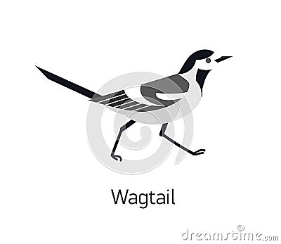 Wagtail isolated on white background. Adorable small insectivorous passerine bird. Wild avian species with black and Vector Illustration