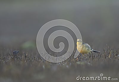 The wagtail in morning Stock Photo