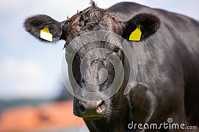 Wagyu cow stands on a green meadow Stock Photo