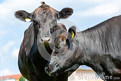 Wagyu cow stands on a green meadow Stock Photo