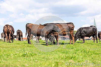 Wagyu cow stands on a green meadow Stock Photo