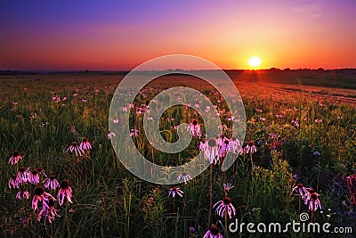 Wah`Kon-Tah Prairie at Sunset Stock Photo