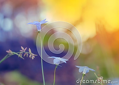Wahlenbergia, Australian wildflower, native bluebell Stock Photo