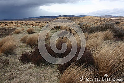 Waiouru wilderness Stock Photo