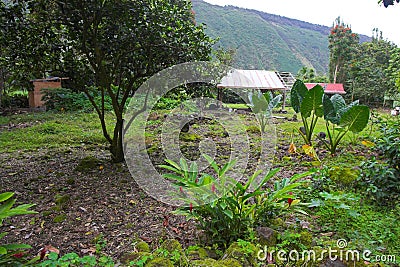 Waipio Valley Stock Photo