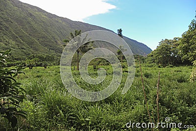 Waipio valley and its lush vegetation, Big Island, Hawaii Stock Photo