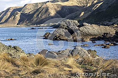 Wairarapa Coast Seals, NZ Stock Photo