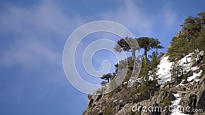 Wald der Araukarie stock footage Wald der Araukarie stock footage