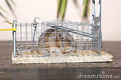 Waldmaus / Wood Mouse (Apodemus Sylvaticus) Stock Photo