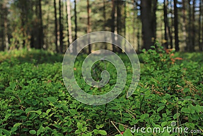 The green forest in the middle of Finladn Stock Photo