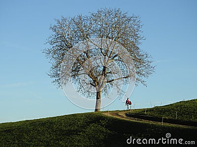 Walk alone under a walnut tree Stock Photo