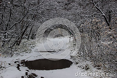 Walk through Asbyrgisskogur, the snowy forest inside Asbyrgi Canyon Stock Photo