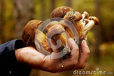 Mushroom in the autumn forest Stock Photo