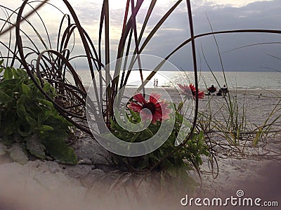 Flower grass sand and the beach Editorial Stock Photo