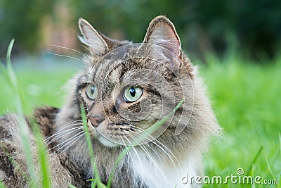 Marceline: The brave Ladycat Stock Photo