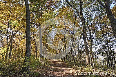 Walk Through a Fall Forest Stock Photo