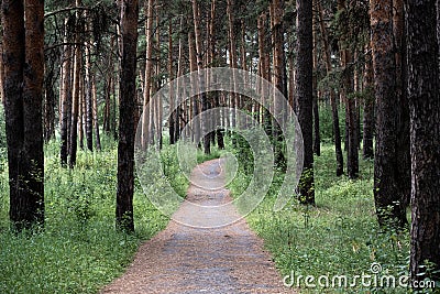 Walk in the fresh air along the health path in the pine forest, pine trees growing on both sides of the path Stock Photo