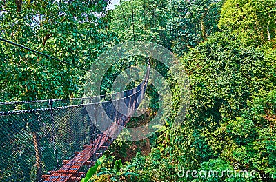 Walk through the greenery, Tree Top Walk, Mae Fah Luang garden, Doi Tung, Thailand Stock Photo