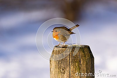 A beautiful Robin on a pole Stock Photo