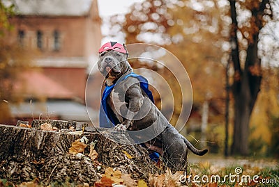 Walk in the park with the dog. A dog in a superhero costume. Stock Photo